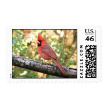 MALE CARDINAL postage