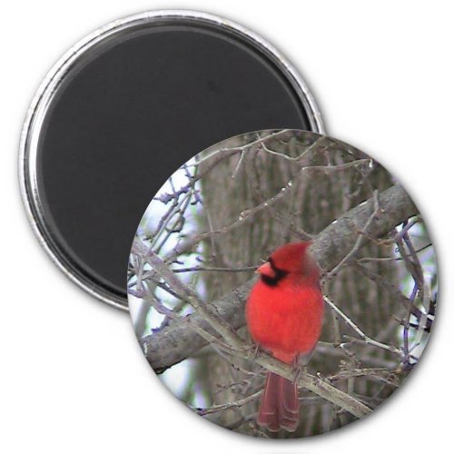 Male Cardinal side view Magnets