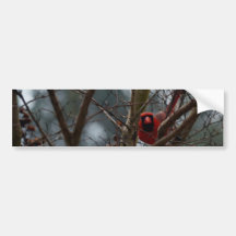 Male Cardinal still Playing Funny Bumper Sticker