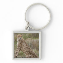 male Cheetah, Acinonyx jubatus, Serengeti, Keychain