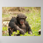 Male Chimpanzee Poster posters