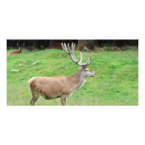 male deer photo greeting card