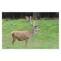 male deer stationery paper