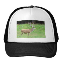 male deer trucker hats
