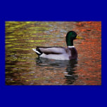 Male-duck-reflection1731 MALE DUCK MALLARD BIRDS A posters