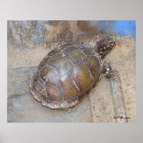 Male Eastern Box Turtle print