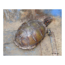 Male Eastern Box Turtle posters by naturegirl7 Male Eastern Box Turtle posters