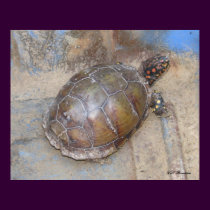 Male Eastern Box Turtle posters by naturegirl7 Male Eastern Box Turtle posters