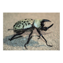 Male Eastern Hercules Beetle Poster posters