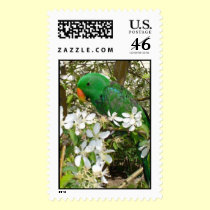 Male Eclectus Stamp