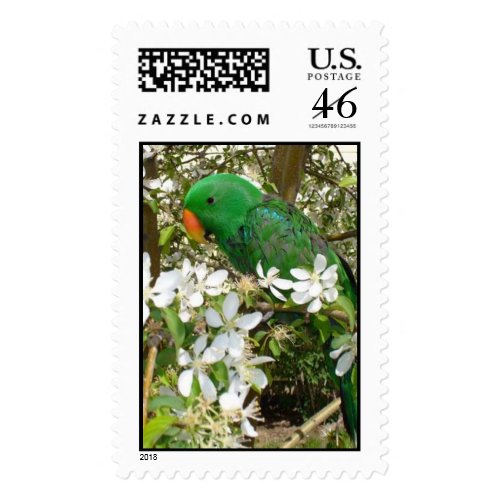 Male Eclectus Stamp stamp