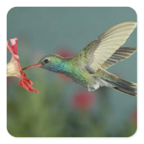 male feeding on Petunia, Madera Canyon, Arizona,
