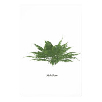 Male Fern posters by ricash Male Fern posters