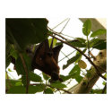 Male Fruit Bat posters by SafireLady Male Fruit Bat posters