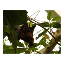 Male Fruit Bat posters by SafireLady Male Fruit Bat posters