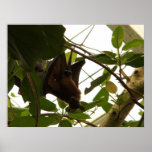 Male Fruit Bat posters