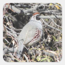 Male Gambel's Quail Stickers
