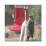 Male Gila Woodpecker Magnets