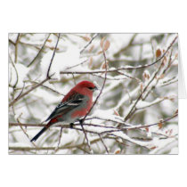 Male Grosbeak cards