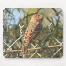 Male House Finch Mousepad