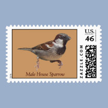 Male House Sparrow postage