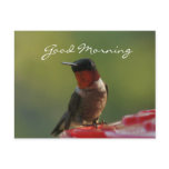 Male Hummingbird Postcard- customize