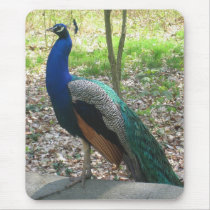 Male Indian Peacock mousepads