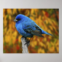 Male Indigo Bunting, Passerina cyanea Print