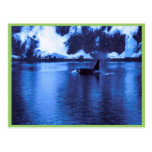 Male Killer Whale Postcards