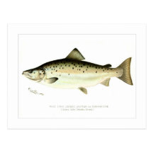 Male Land-locked Salmon or Quaniche Postcard
