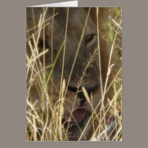 Male Lion cards