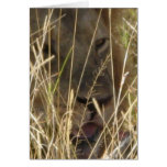 Male Lion cards