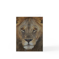 Male Lion cards