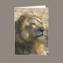 Male Lion cards