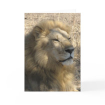 Male Lion cards by spuga2000 Male Lion cards