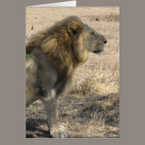 Male Lion cards
