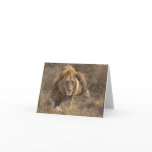 Male Lion Cards