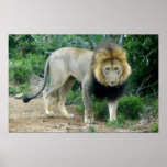 Male Lion in Addo posters
