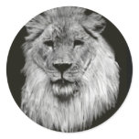 Male lion in Black and White Round Stickers