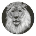 Male lion in Black and White stickers