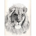 Male Lion Photo Sculpture photo sculptures