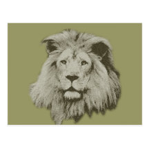 Male Lion Post Card