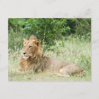 Male Lion postcard