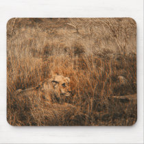 Male lion wild animal safari computer mousepads by Rowood Male lion wild animal safari computer mousepads