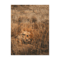 Male lion wild animal safari postcards