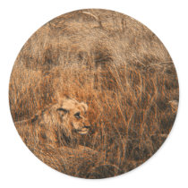 Male lion wild animal safari stickers