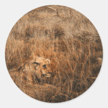 Male lion wild animal safari stickers