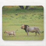 male lion with cub, Panthera leo, Kgalagadi Mouse Pads