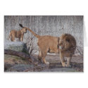 Male lion with young lion cards