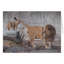 Male lion with young lion cards